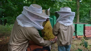 Vater und Kind arbeiten gemeinsam an den Bienenstöcken