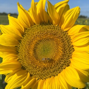 Nahaufnahme einer Sonnenblume – Symbol für Sommer und Nektarquelle
