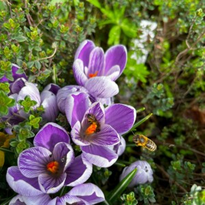 Honigbiene sammelt Nektar auf lila Krokusblüten