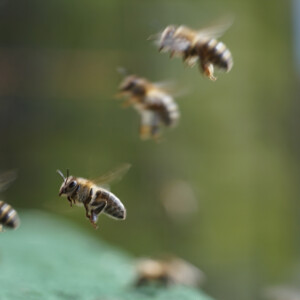 Fliegende Honigbienen vor dem Flugloch eines Bienenstocks