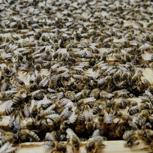 Viele Honigbienen auf einem geöffneten Bienenvolk